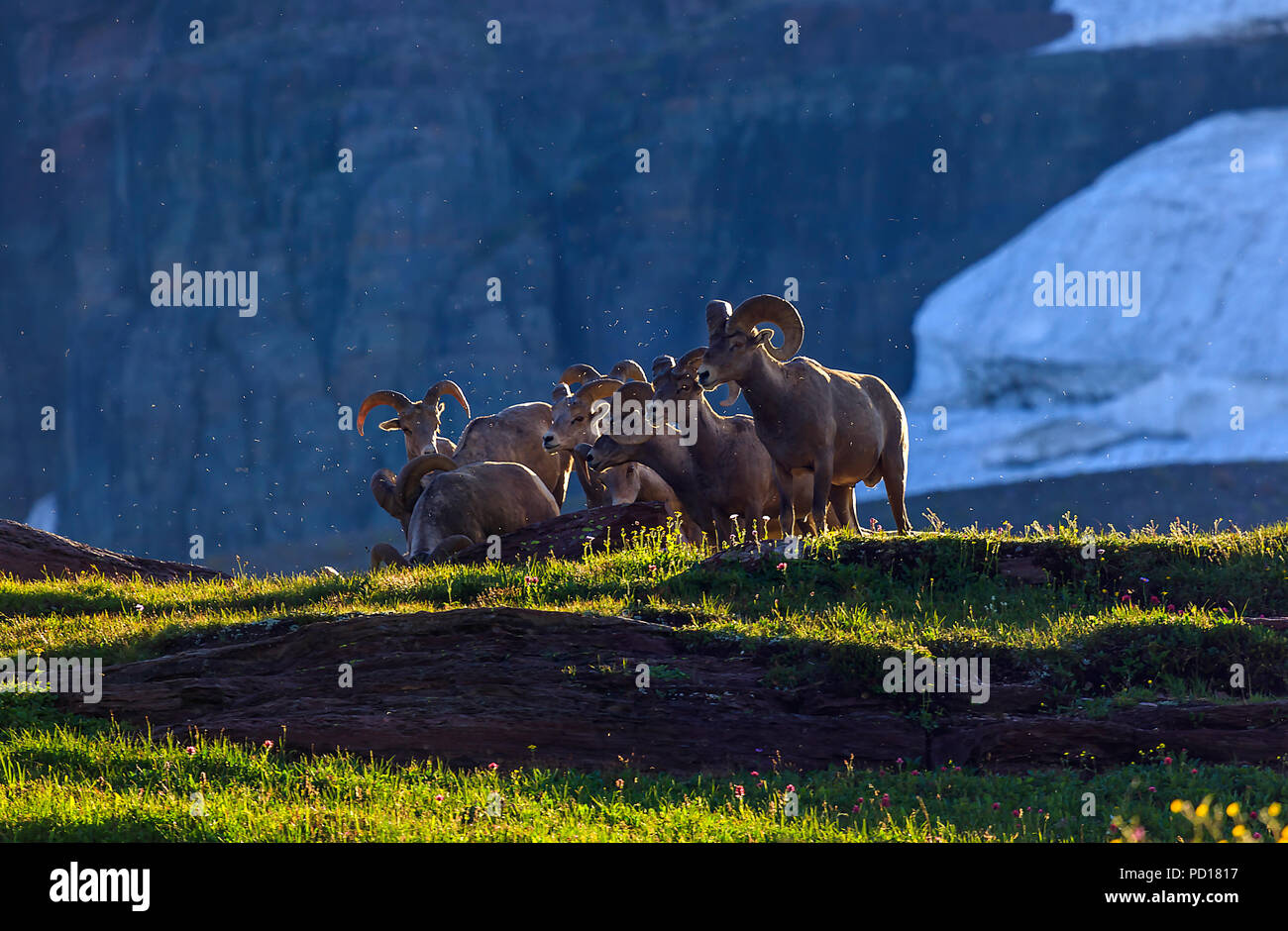 Big Horn ovejas pastan a lo largo del Lake Trail ocultos en Logan Pass, el parque nacional de Glacier, Montana, EE.UU. Foto de stock