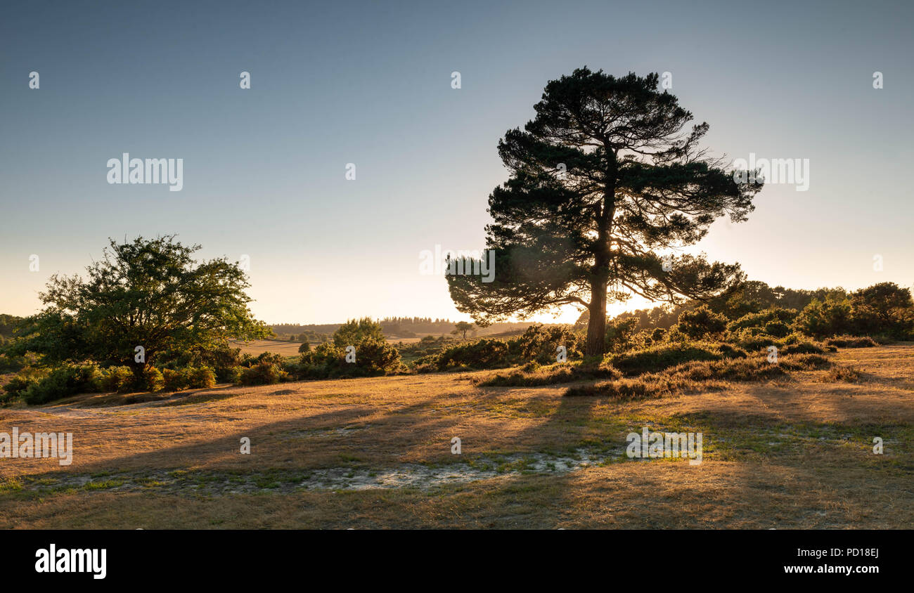 El cálido sol brilla es la última luz del día en el hermoso Parque Nacional de New Forest cerca de Brockenhurst, Hampshire, Reino Unido Foto de stock