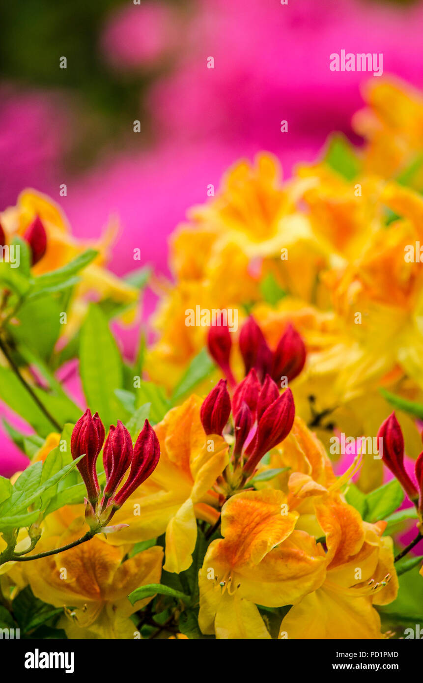 Imagen con orientación vertical de color rojo y amarillo rhododendron flores en un contexto en el que se mezcla verde y morado Foto de stock