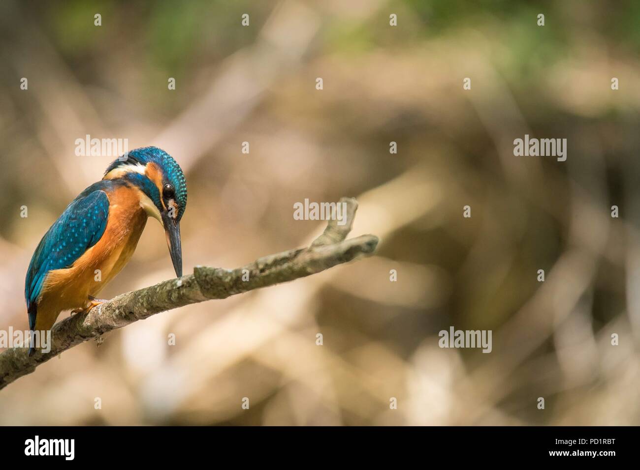 Nature's Jewel, el Kingfisher Foto de stock