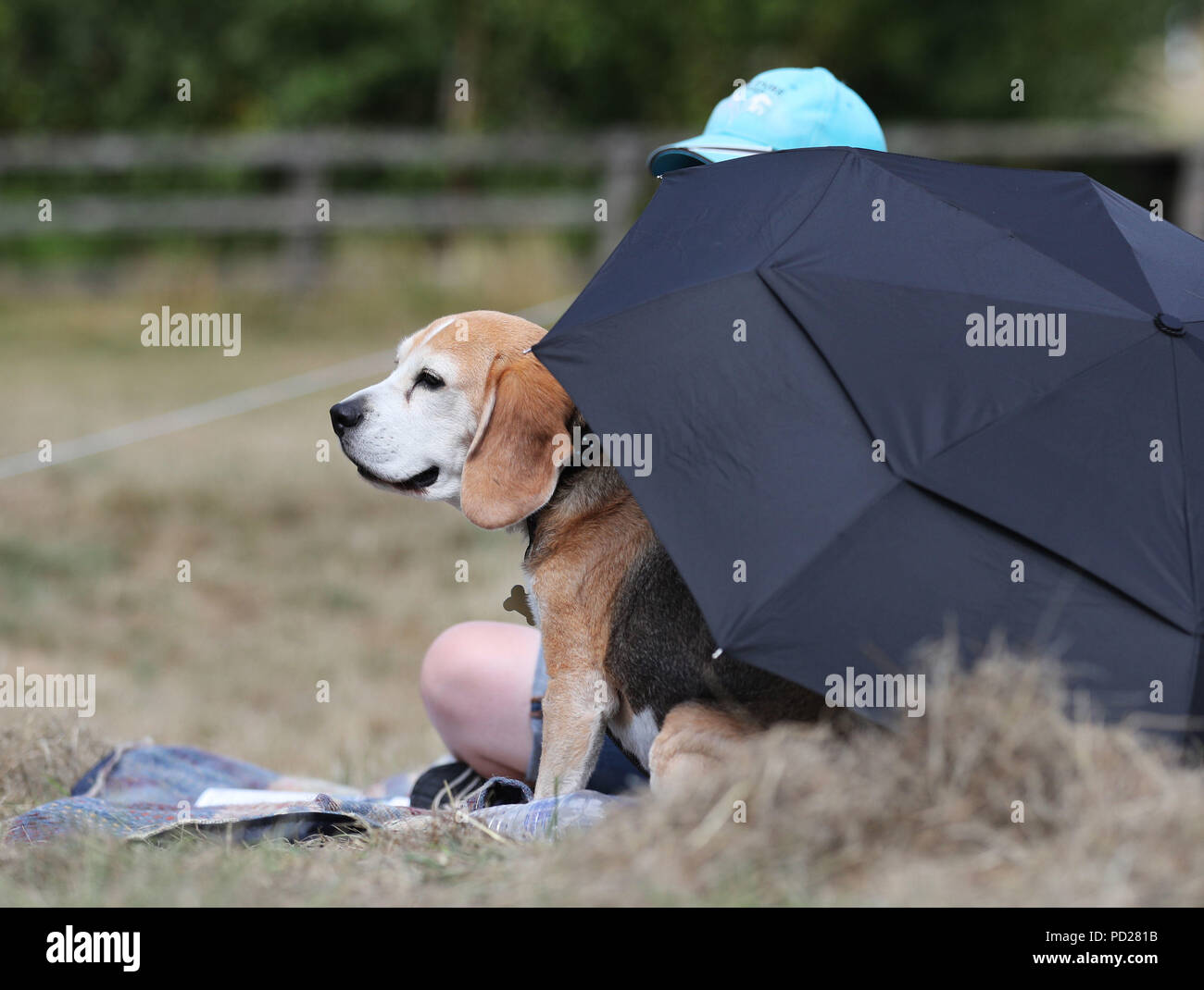 Perro bajo paraguas fotografías e imágenes de alta resolución - Alamy