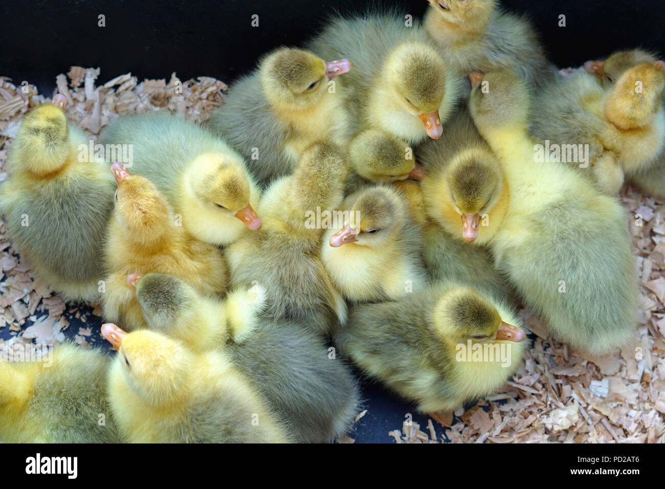 Patitos recién nacidos en la granja Fotografía de stock Alamy
