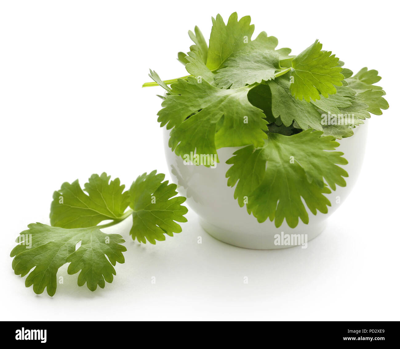 Hojas De Cilantro Fresco En Un Tazon Sobre Fondo Blanco Foto Imagen De Stock 214579633 Alamy