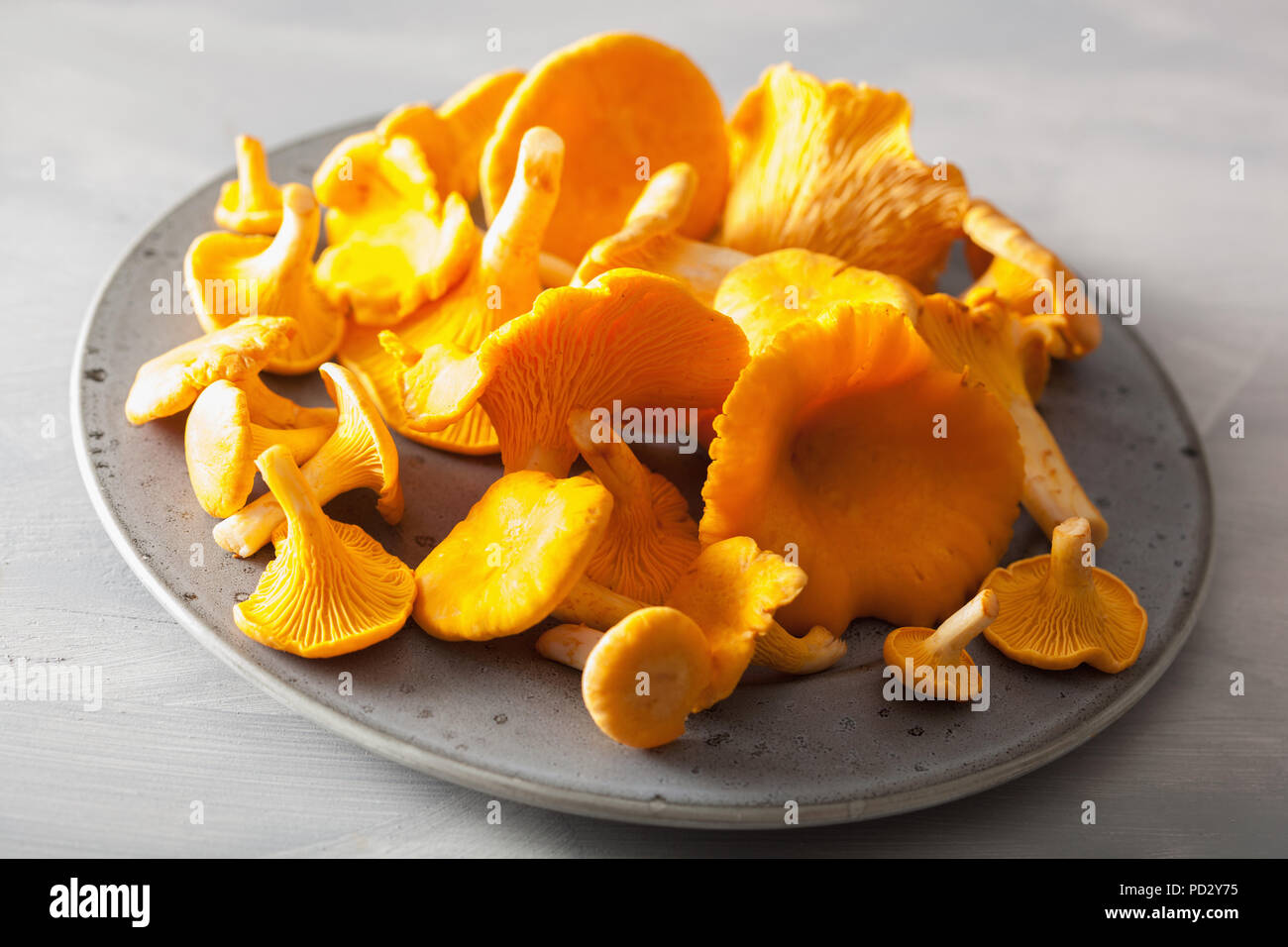 Cantharellus crudos y frescos champiñones sobre fondo gris Foto de stock