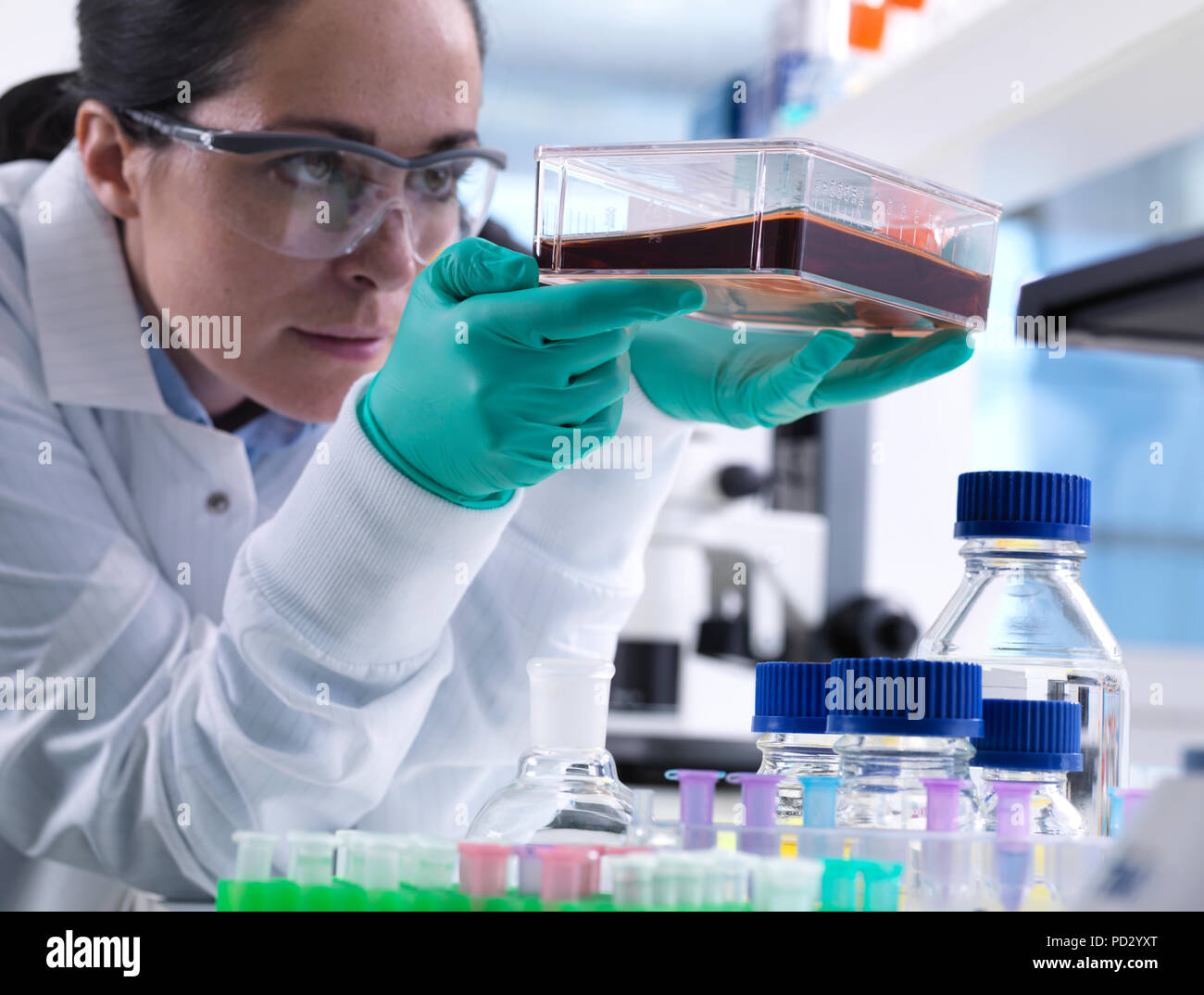Scientist ver celdas creciente en el matraz durante el experimento Foto de stock