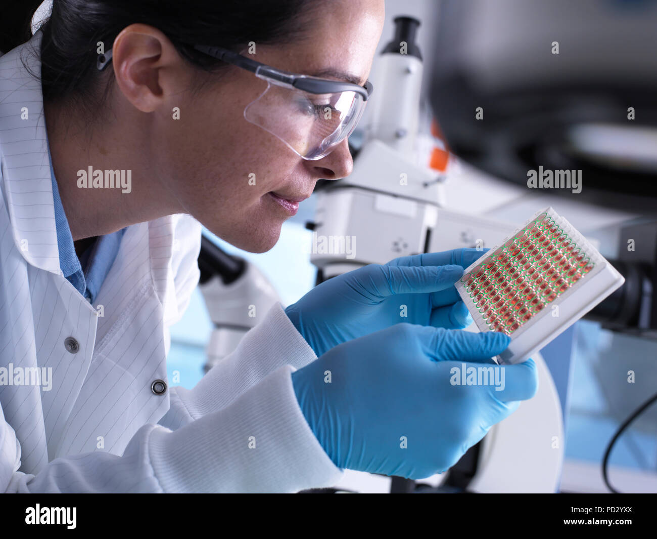 Scientist viendo una placa de pocillos múltiples que contienen las muestras de sangre para la detección Foto de stock