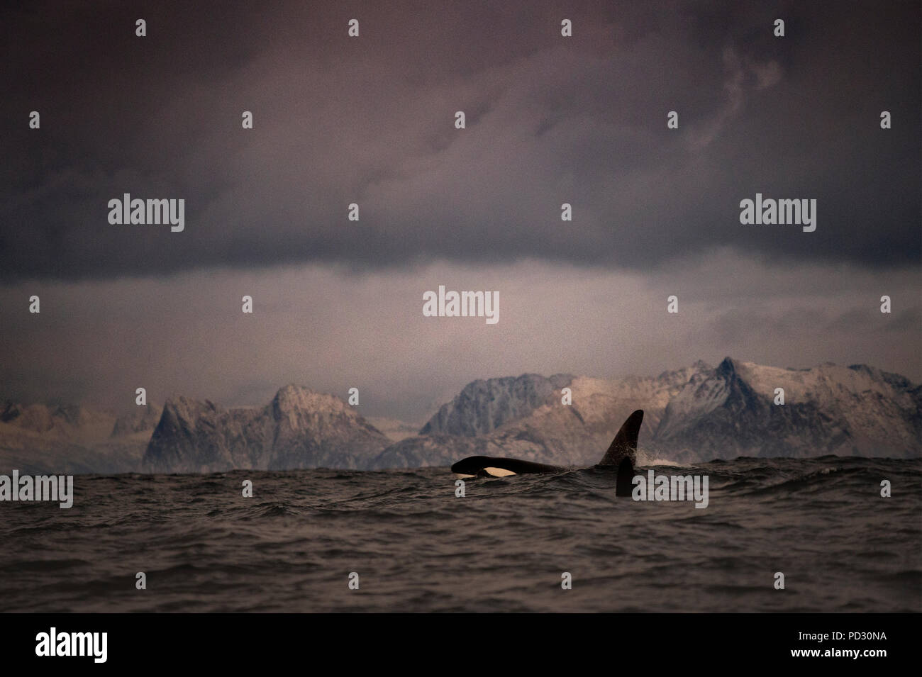 Orca (Orcinus orca), la caza con fines alimentarios, Andenes, Nordland, Noruega Foto de stock