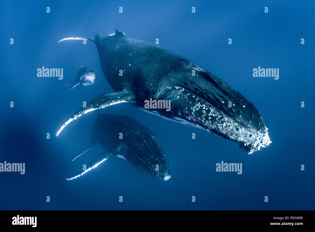 Ballenas majestuosas nadando libremente