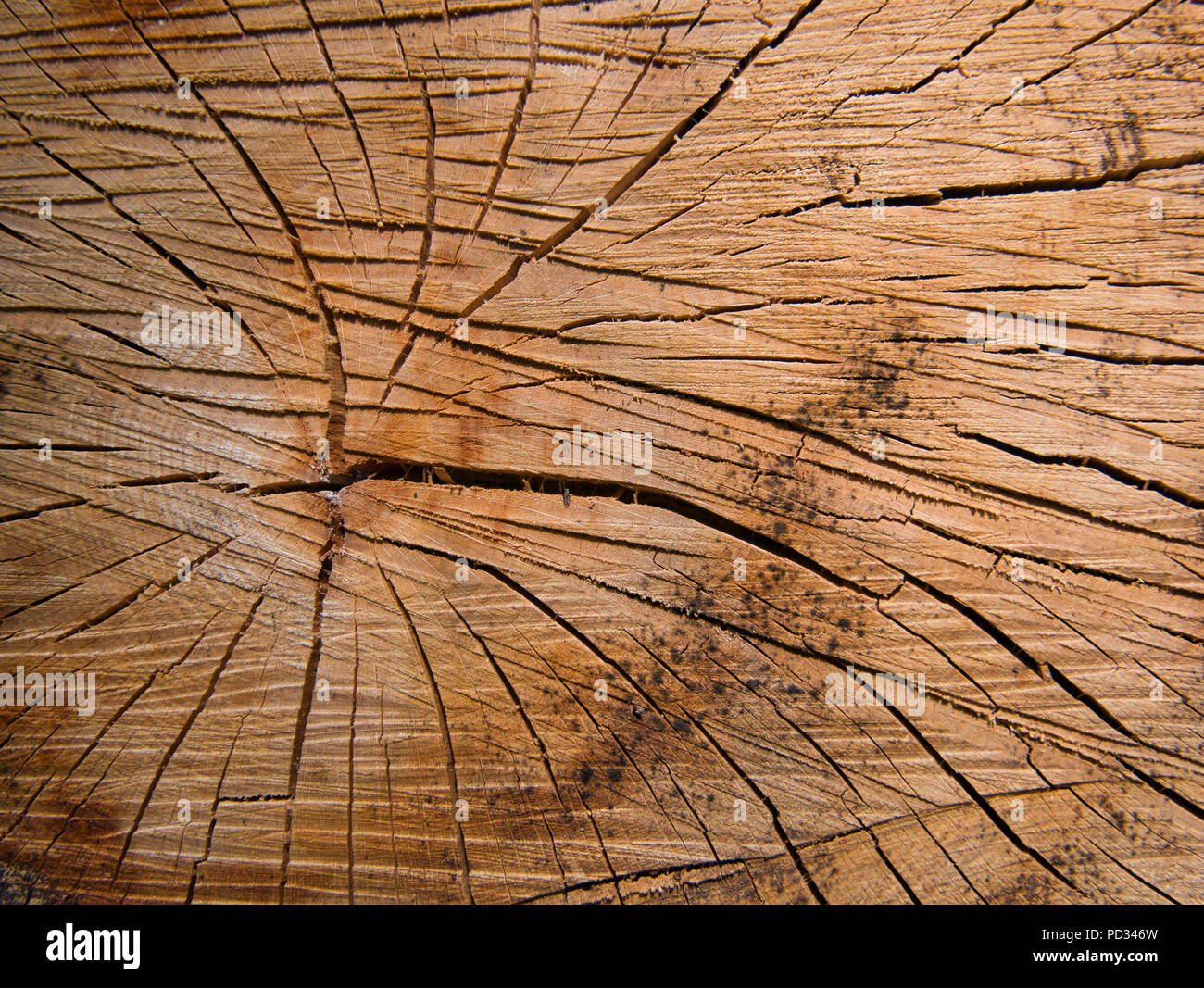 Detalle de un tronco de árbol, con un núcleo de anillos anuales y grietas de un árbol talado en el bosque Foto de stock