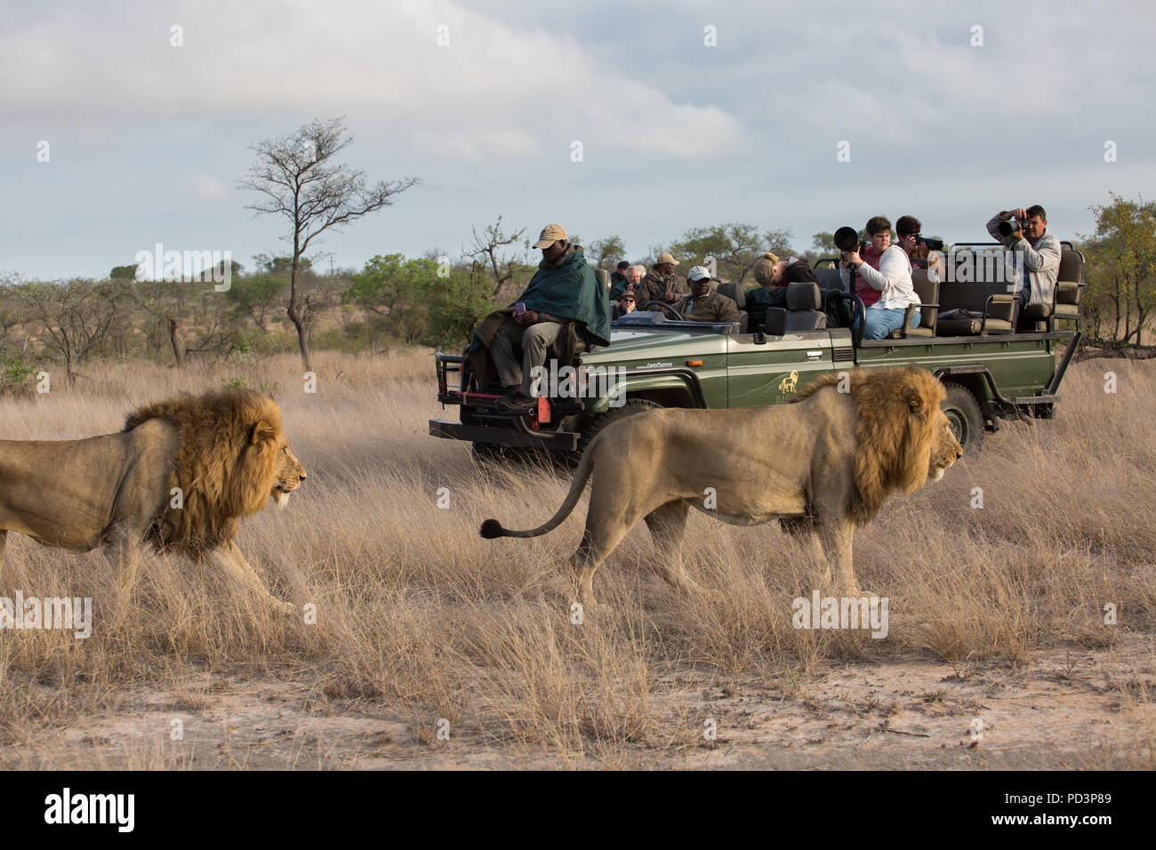 Los leones pasando por una abra Safari juego conducir el vehículo con los turistas tomando fotografías Foto de stock