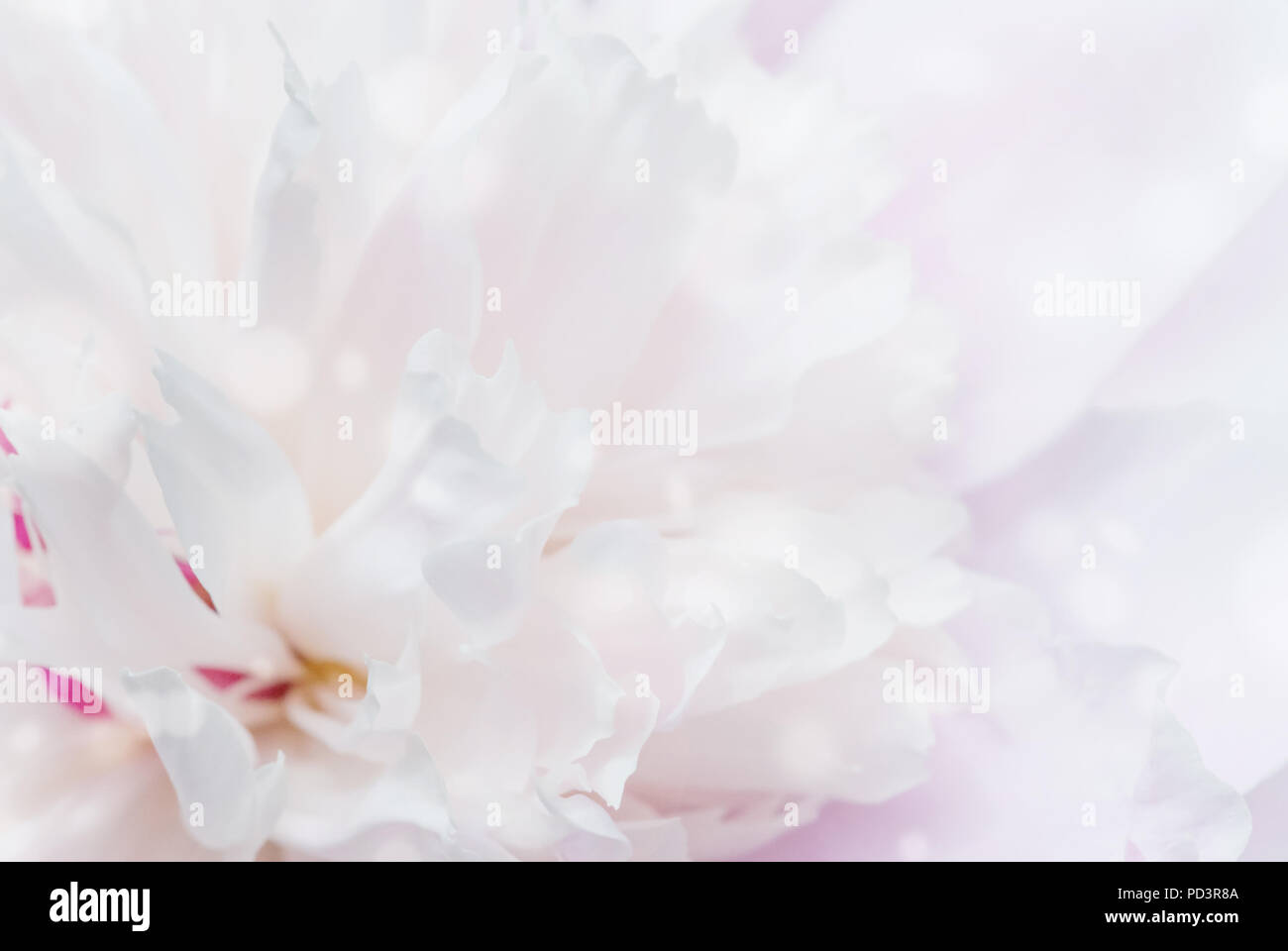 Gentl contexto natural de un pálido rosa peonía close-up Foto de stock