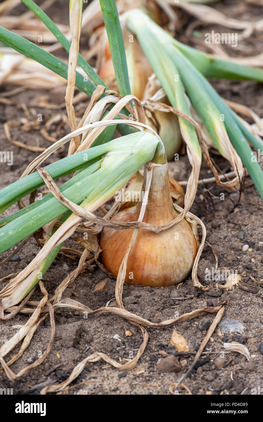 Allium cepa. Hercules de cebolla en un parche vegetal Foto de stock
