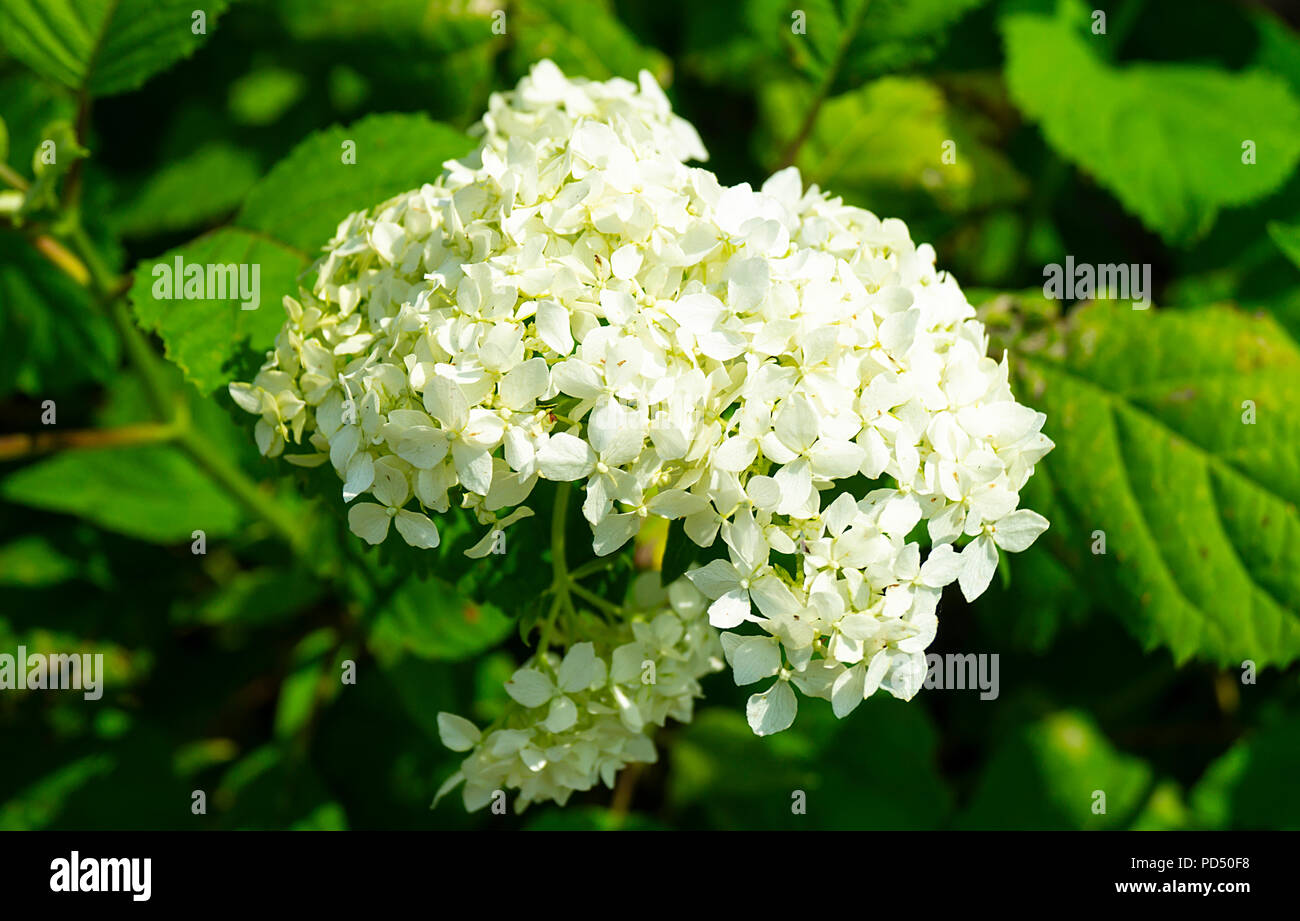 Flor de color blanco sobre fondo hortensia en jardín verde hoja en día  solar Fotografía de stock - Alamy