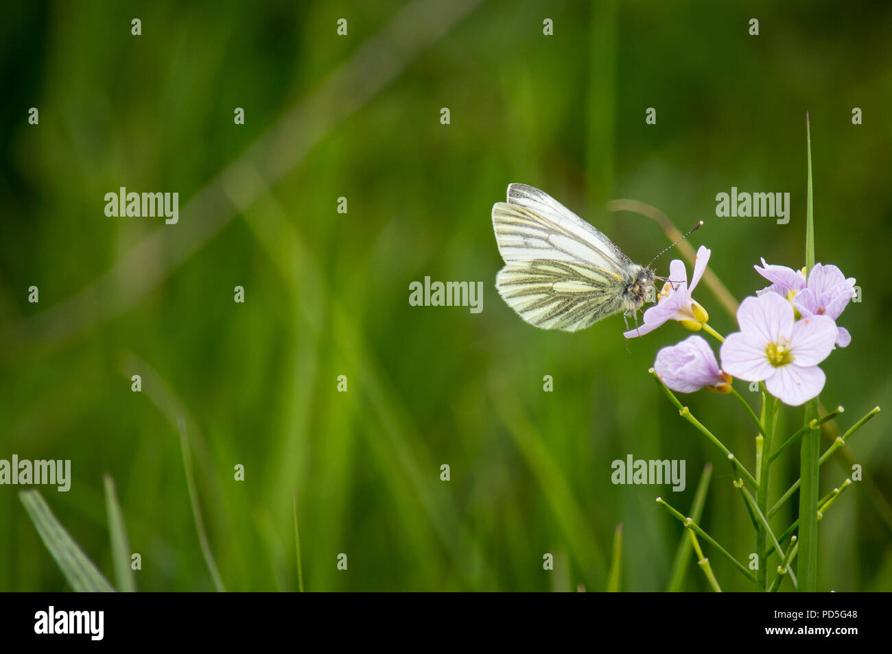 Verde veteado White Butterfly alimentación desde una flor de cuco con espacio para texto Foto de stock