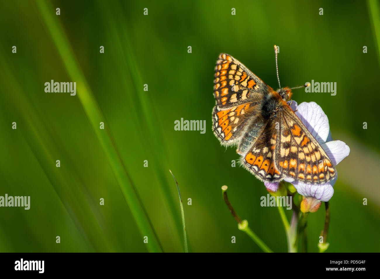 Marzo Speyeria mariposa sobre flor de cuco con espacio para texto Foto de stock