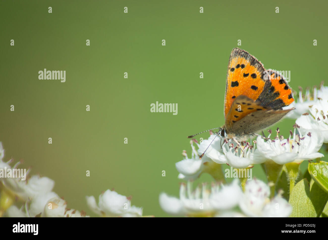 Pequeñas mariposas de cobre en Haw florecen con espacio para el texto Foto de stock