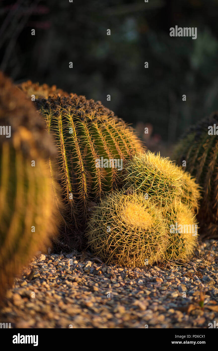 Los cactus en hora dorada Foto de stock