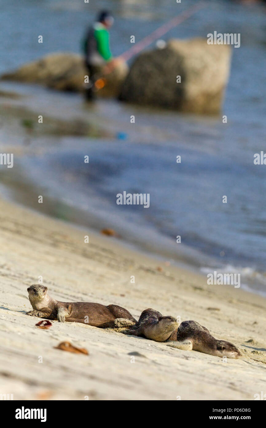 Tres revestido liso nutrias descansan sobre una playa en frente de un pescador Malaya, Singapur Foto de stock