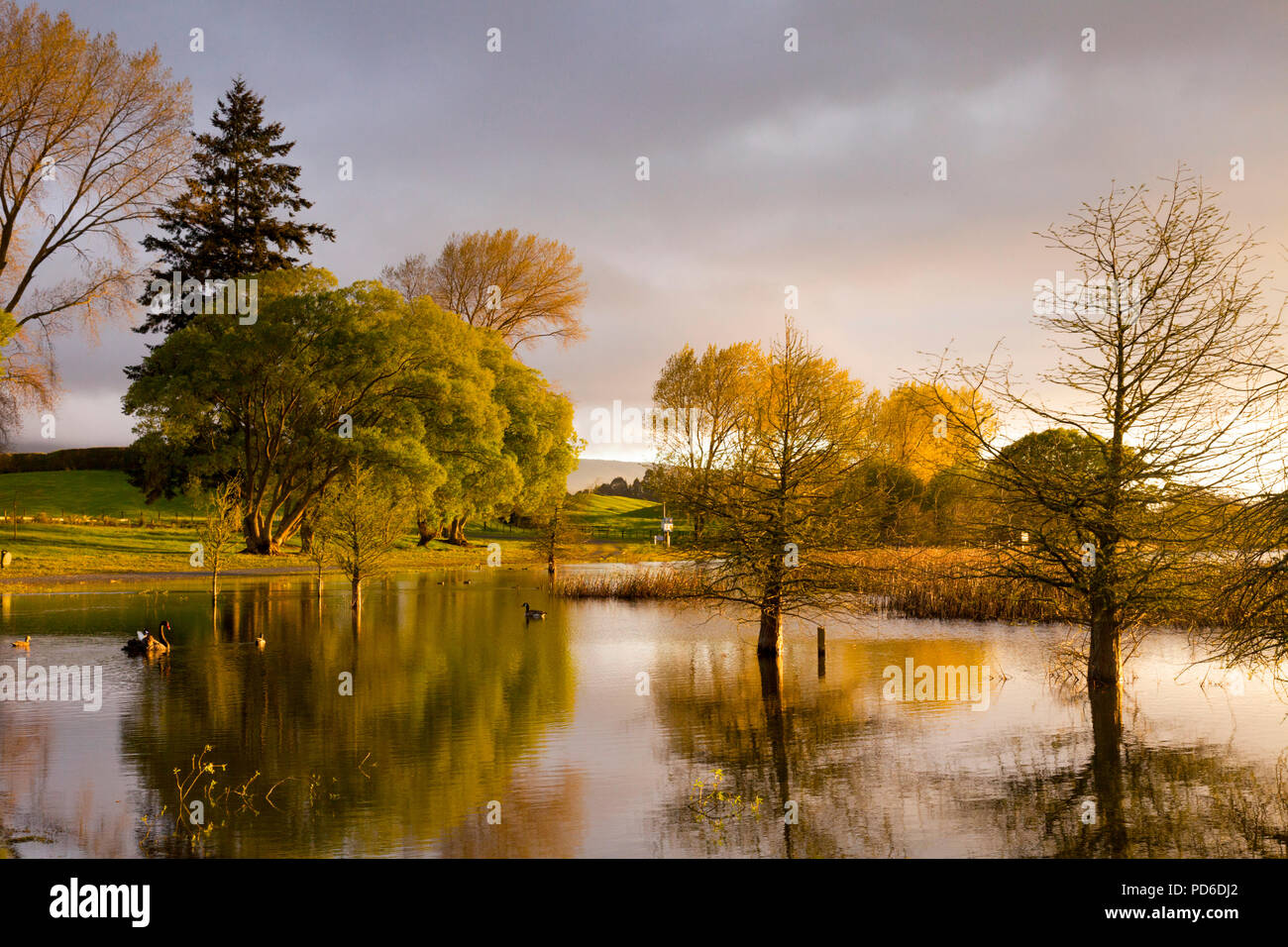 Guy Roe Reserva, Lago Rerewhakaaitu, Rotorua, Nueva Zelanda, en la hermosa luz temprano por la mañana. Foto de stock