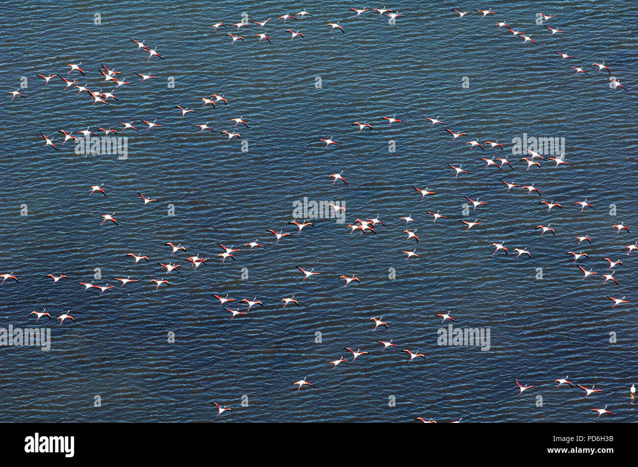 Gran flamingo - vista aérea - Camargue - Sur de Francia -Vue aérienne Flamant rose - Phoenicopterus roseus Foto de stock
