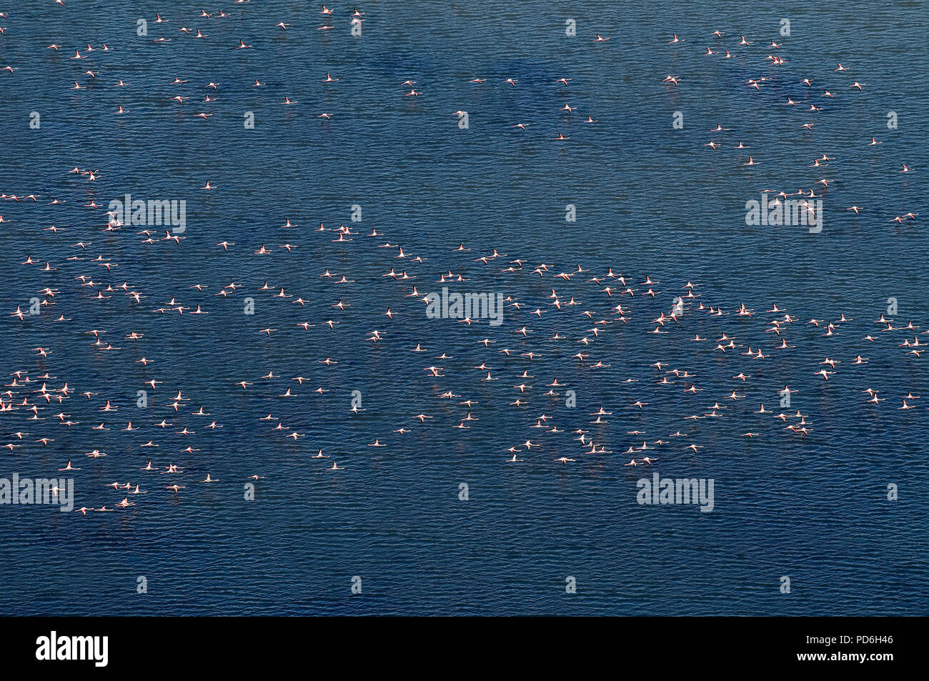Gran flamingo - vista aérea - Camargue - Sur de Francia -Vue aérienne Flamant rose - Phoenicopterus roseus Foto de stock