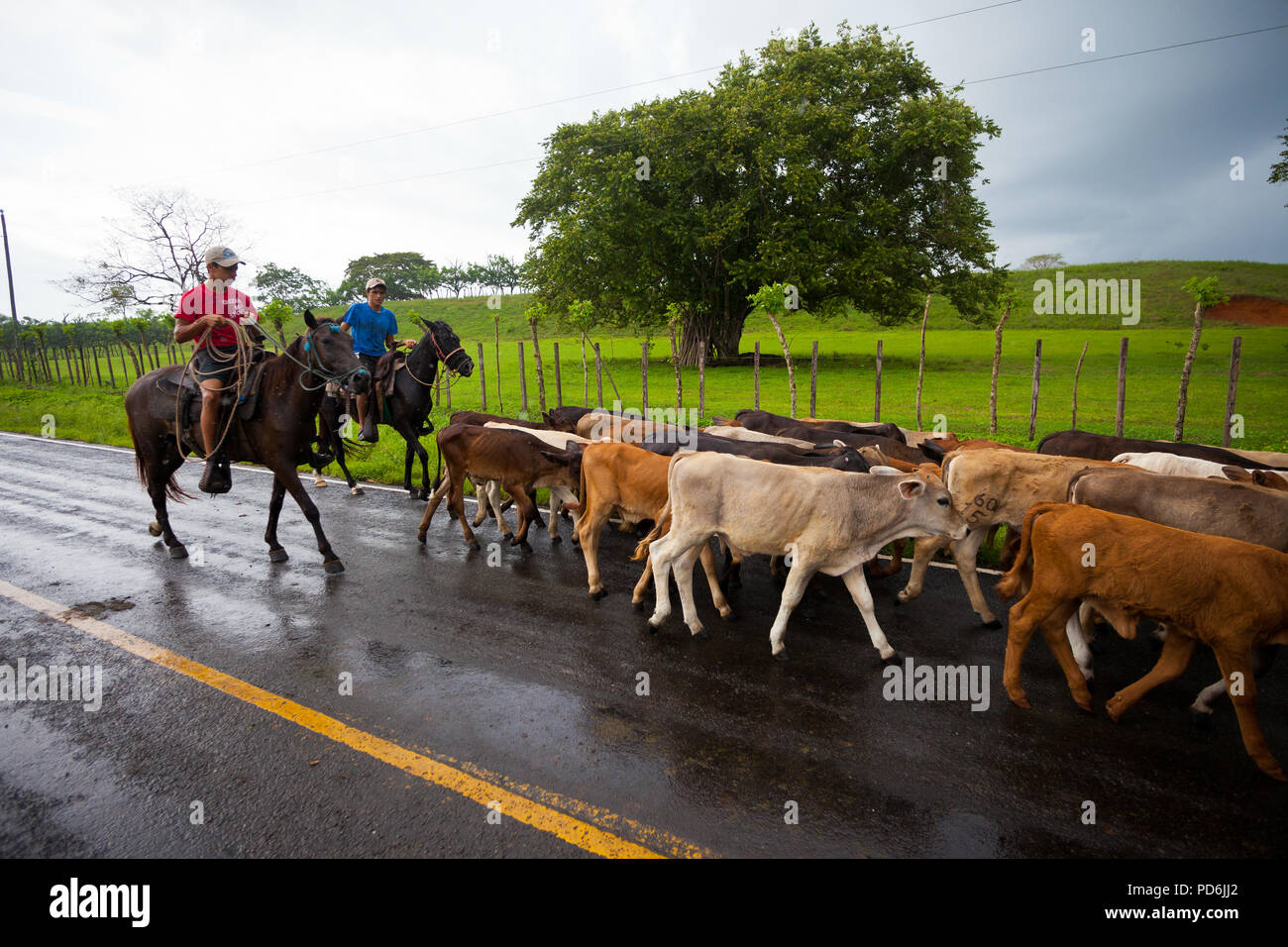 Dos vaqueros son pastoreando un rebaño de ganado cerca de Mariato, provincia de Veraguas, República de Panamá. Foto de stock
