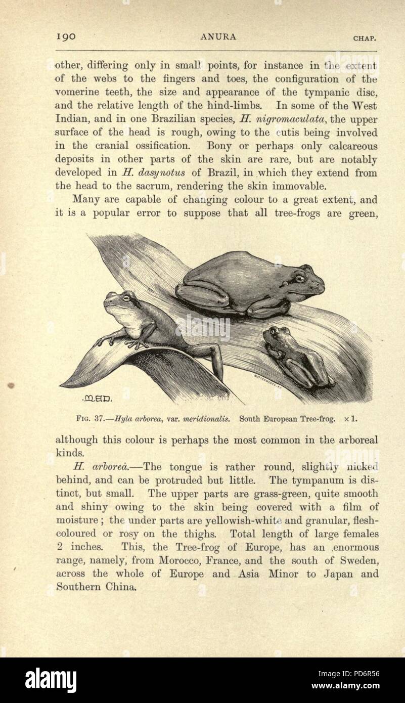 Anfibios y reptiles (página 190, Fig. 37) Foto de stock