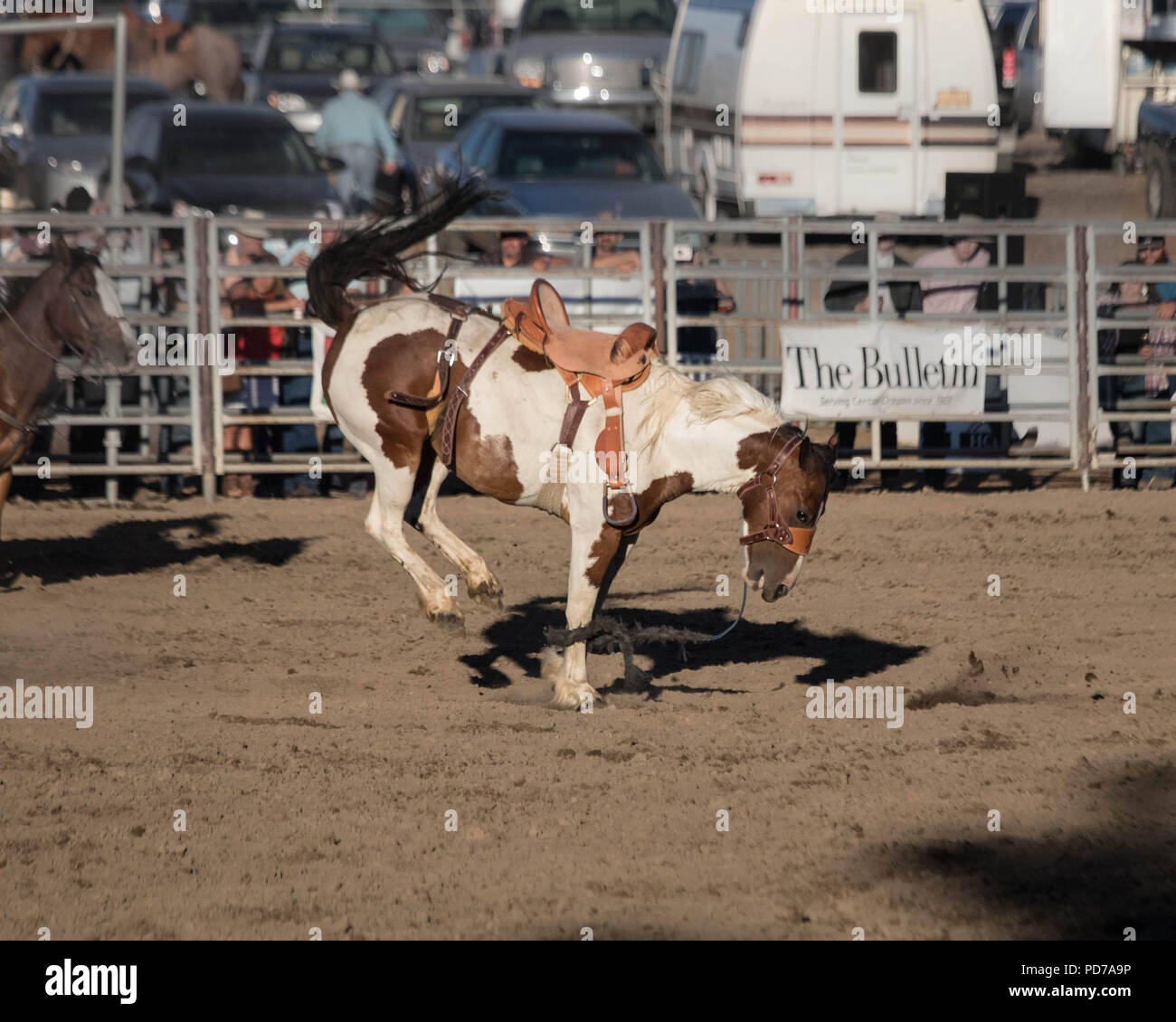 Un tirones bronco después de lanzar con éxito su jinete durante el Bronc riding competición en la Feria del Condado de Deschutes 2018 Rodeo. Foto de stock