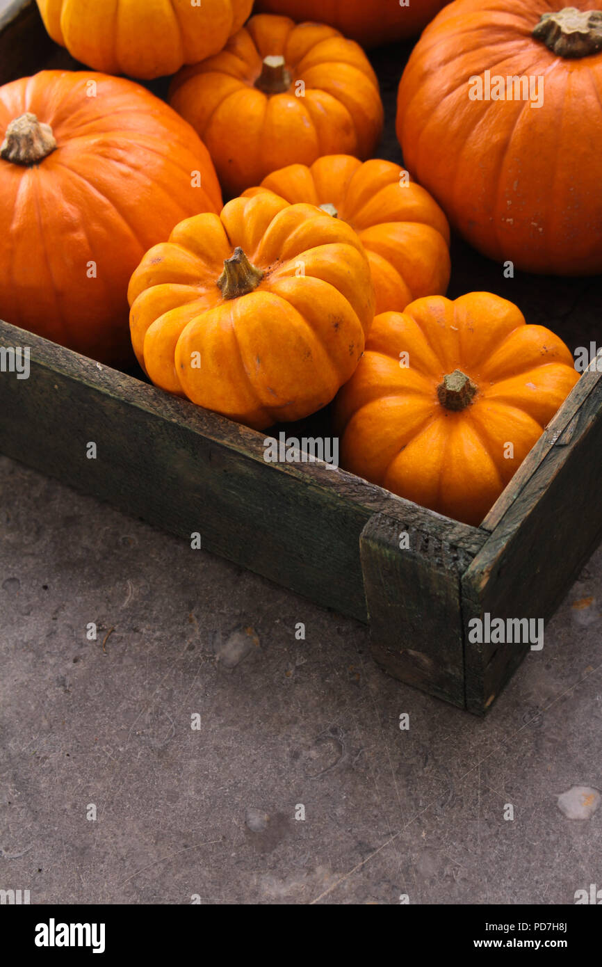 Todo maduras calabazas Foto de stock