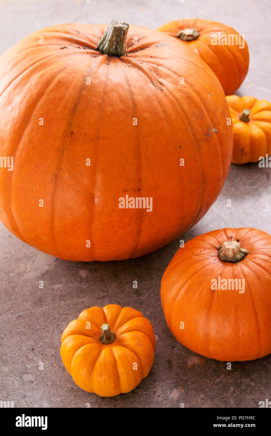 Todo maduras calabazas Foto de stock