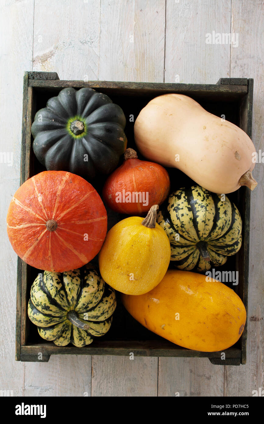 Squash Selección de verduras Foto de stock