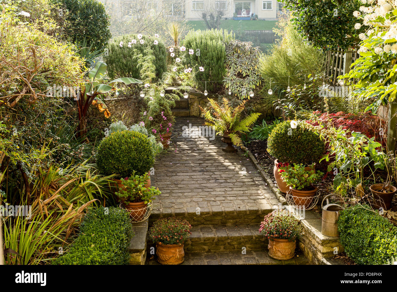 Hardy hierbas, helechos y caja hedge en jardín con allanar adoquines piedras Foto de stock