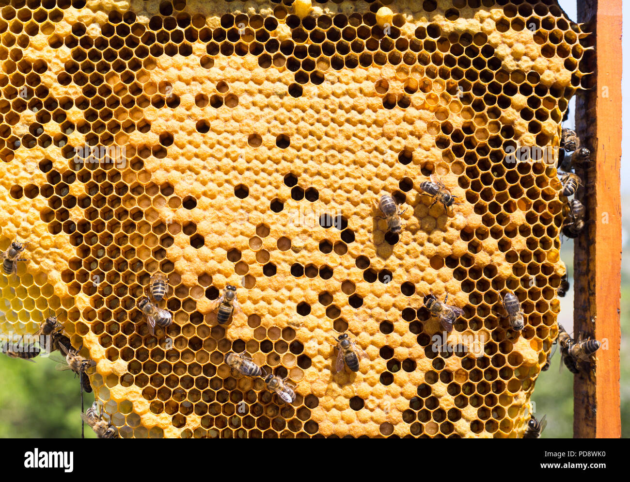 Las abejas de miel ibérica trabajando Foto de stock