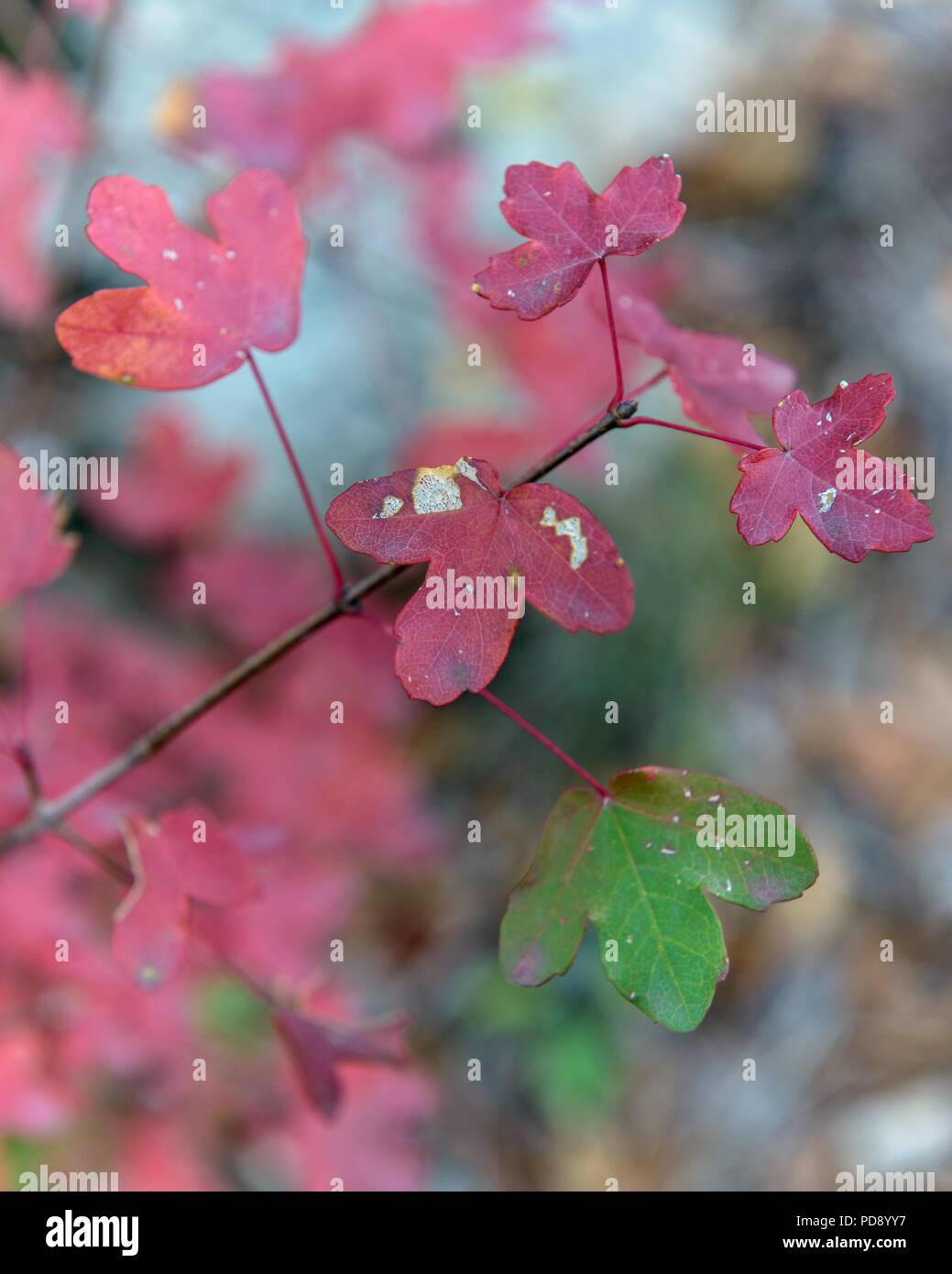 Coloridas hojas de un árbol en otoño Foto de stock