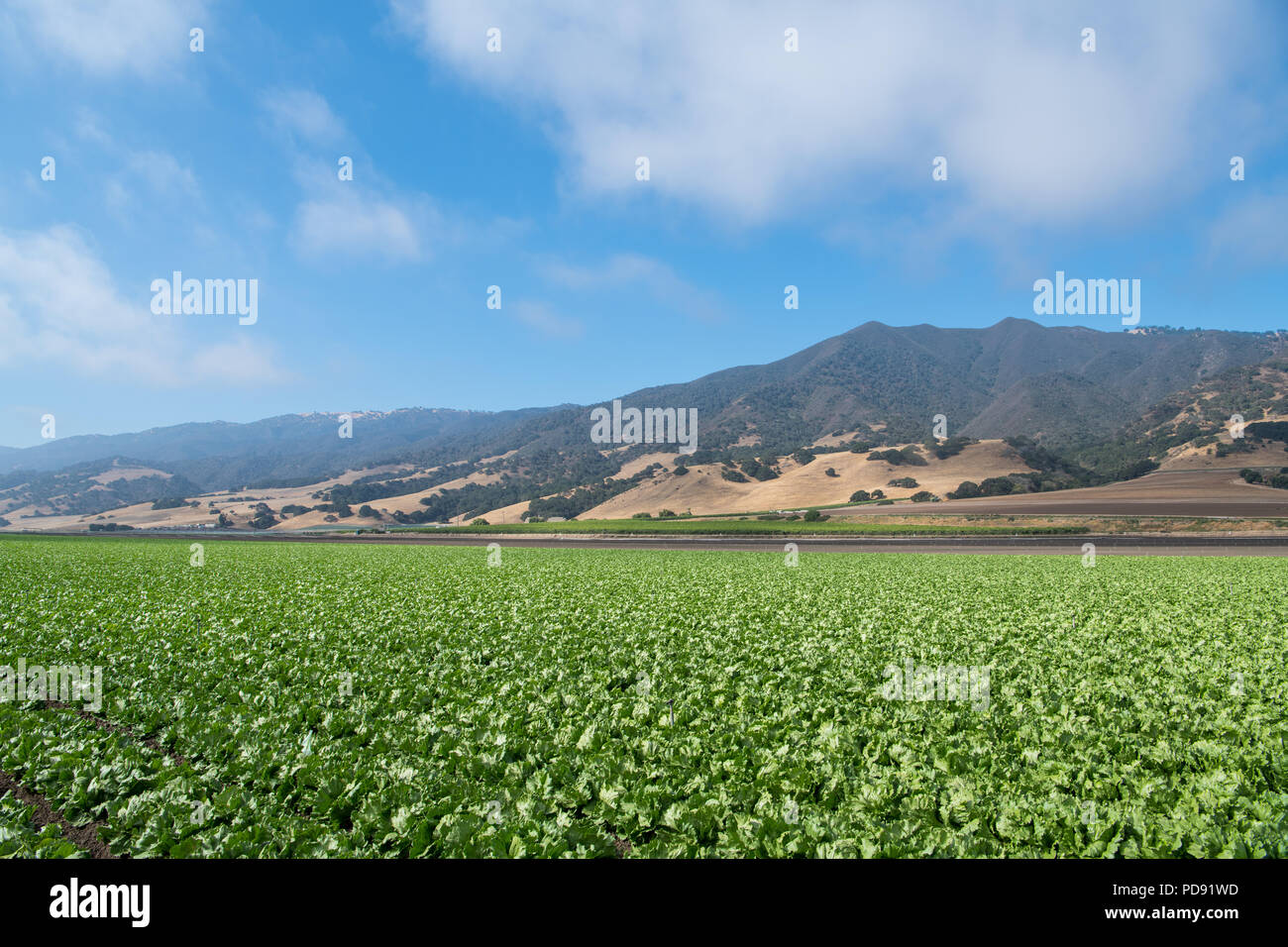 Un campo de lechugas en el Valle de Salinas de California central, en el Condado de Monterey Foto de stock