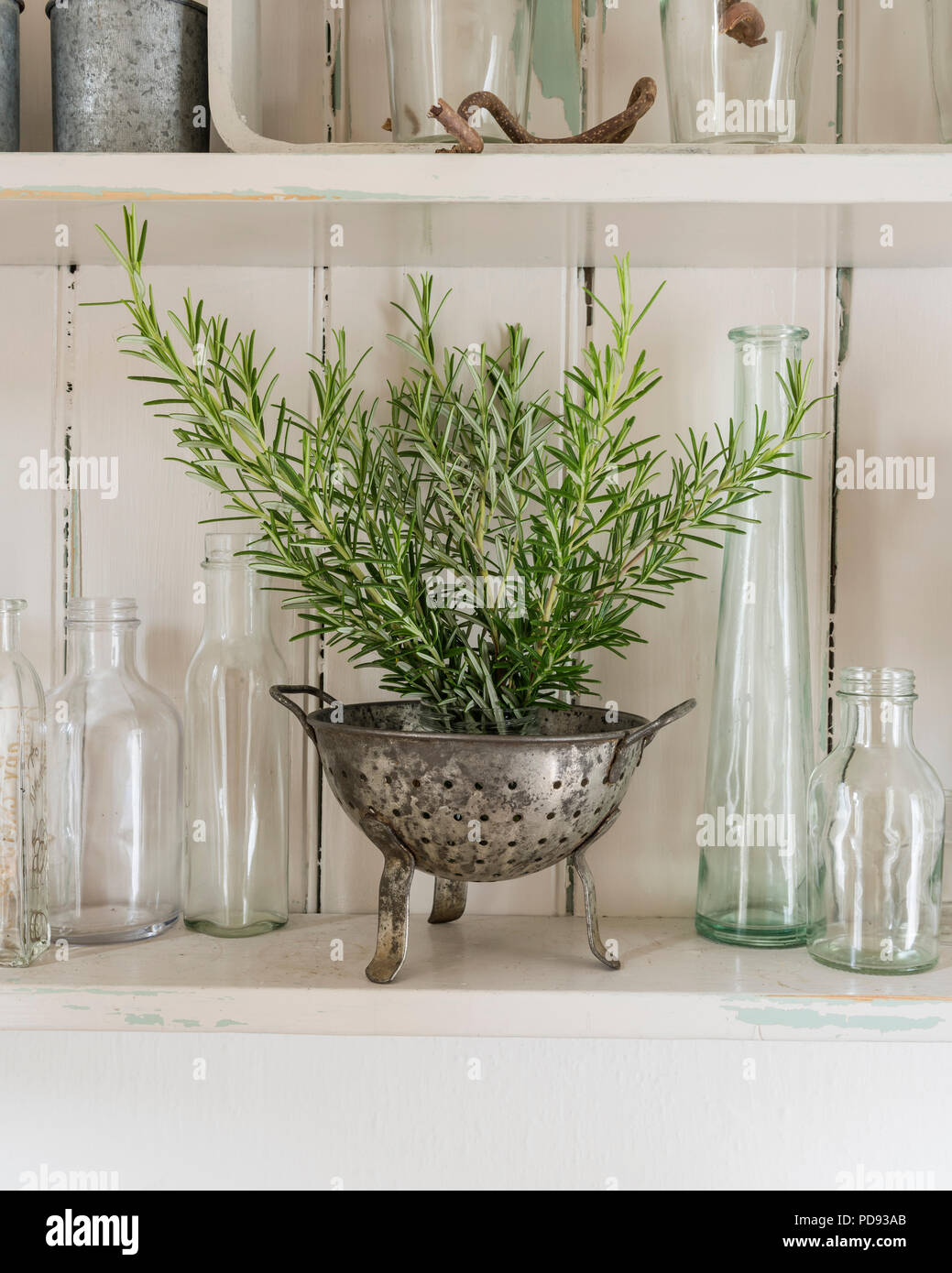 Ramitas de romero en un colador de plata sobre el estante de madera con botellas de vidrio Foto de stock