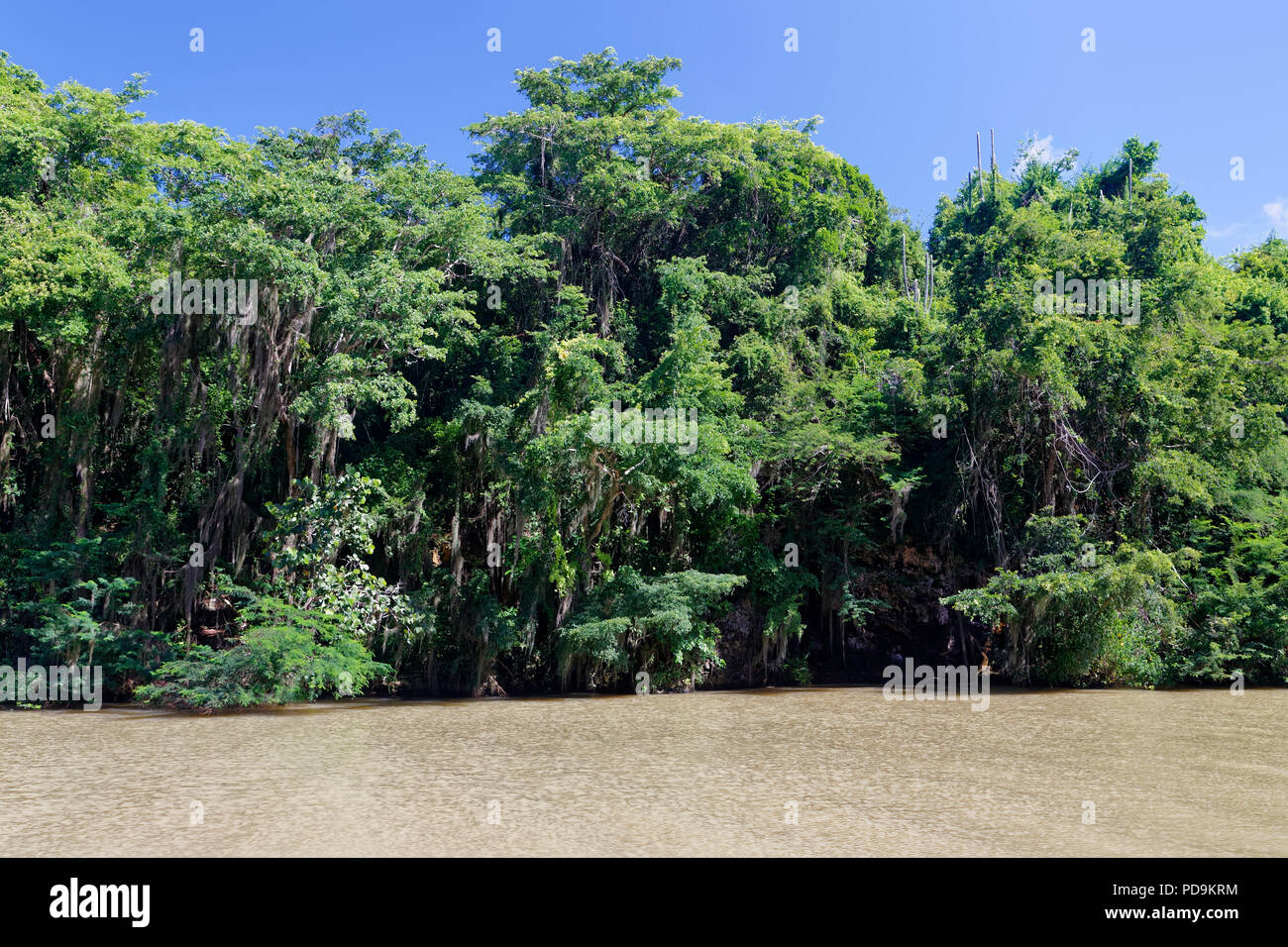El bosque de manglar en el río Yuma, Boca de Yuma, República Dominicana Foto de stock