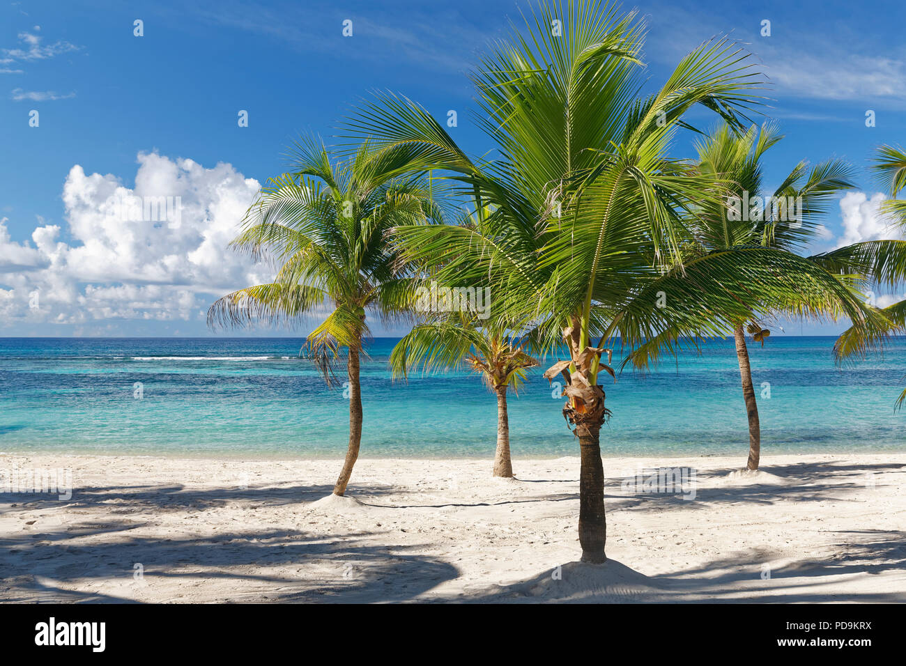 Sueño de playa, playa de arena con palmeras y el mar color turquesa, Parque Nacional del Este, Isla Saona, el Caribe, República Dominicana Foto de stock