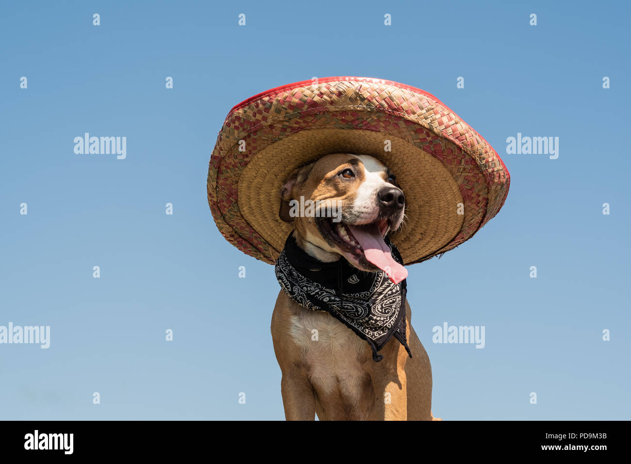 Conmoción Mutilar levantar Hermoso perro en Mexican Hat como un bandido de estilo occidental de  gángster. Lindo gracioso staffordshire terrier disfrazado con sombrero hat  como símbolo festivo de méxico Fotografía de stock - Alamy