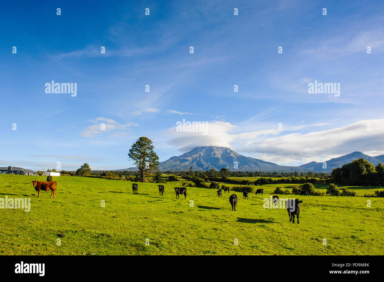 Las vacas en el pasto, en la espalda el Monte Taranaki, Isla del Norte, Nueva Zelanda Foto de stock