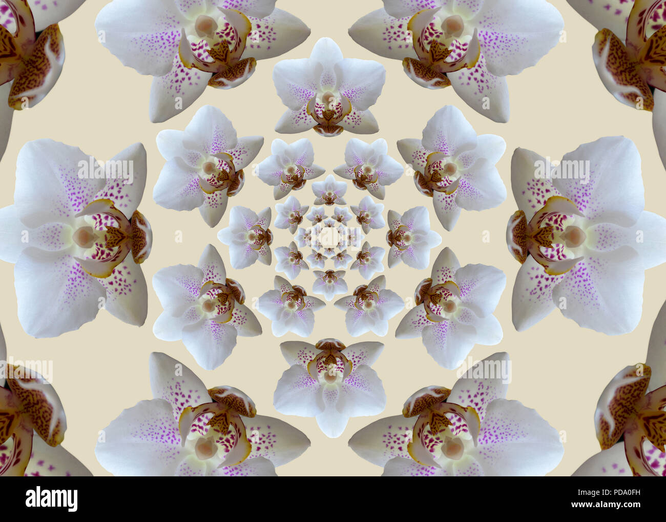 Flores de orquídeas. Hermosa composición hexagonal geométricas concéntricas de orquídeas blancas sobre fondo de color beige. Foto de stock