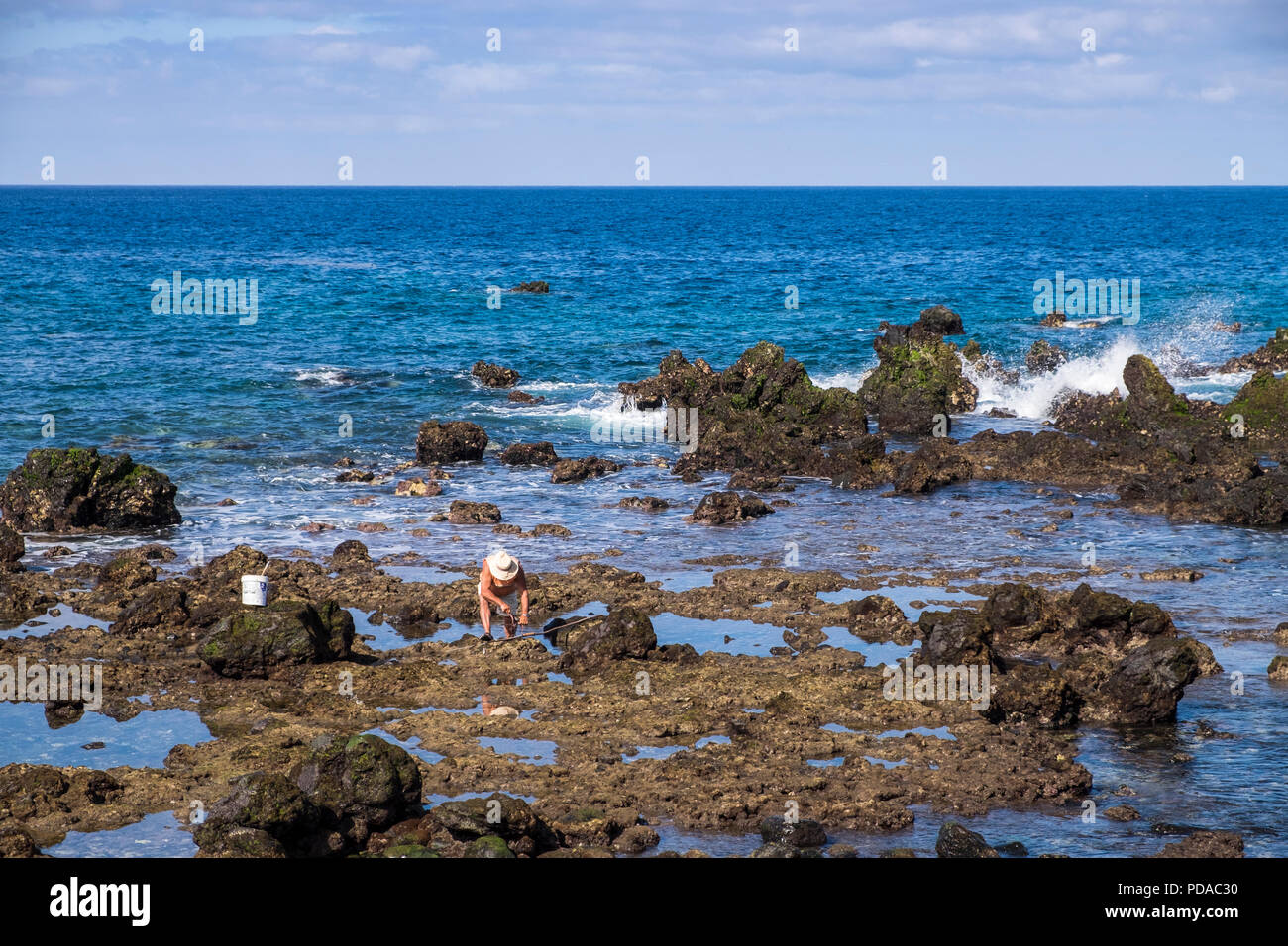 Pescador en las rocas con un pulpo recién capturados, Playa San Juan, Tenerife, Islas Canarias, España Foto de stock