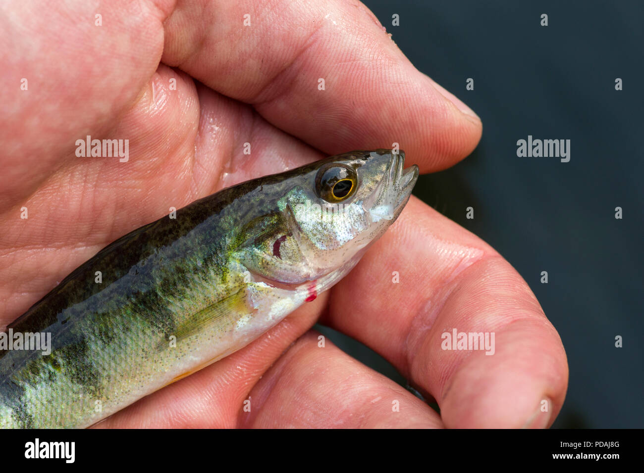 Perch fish fotografías e imágenes de alta resolución - Alamy