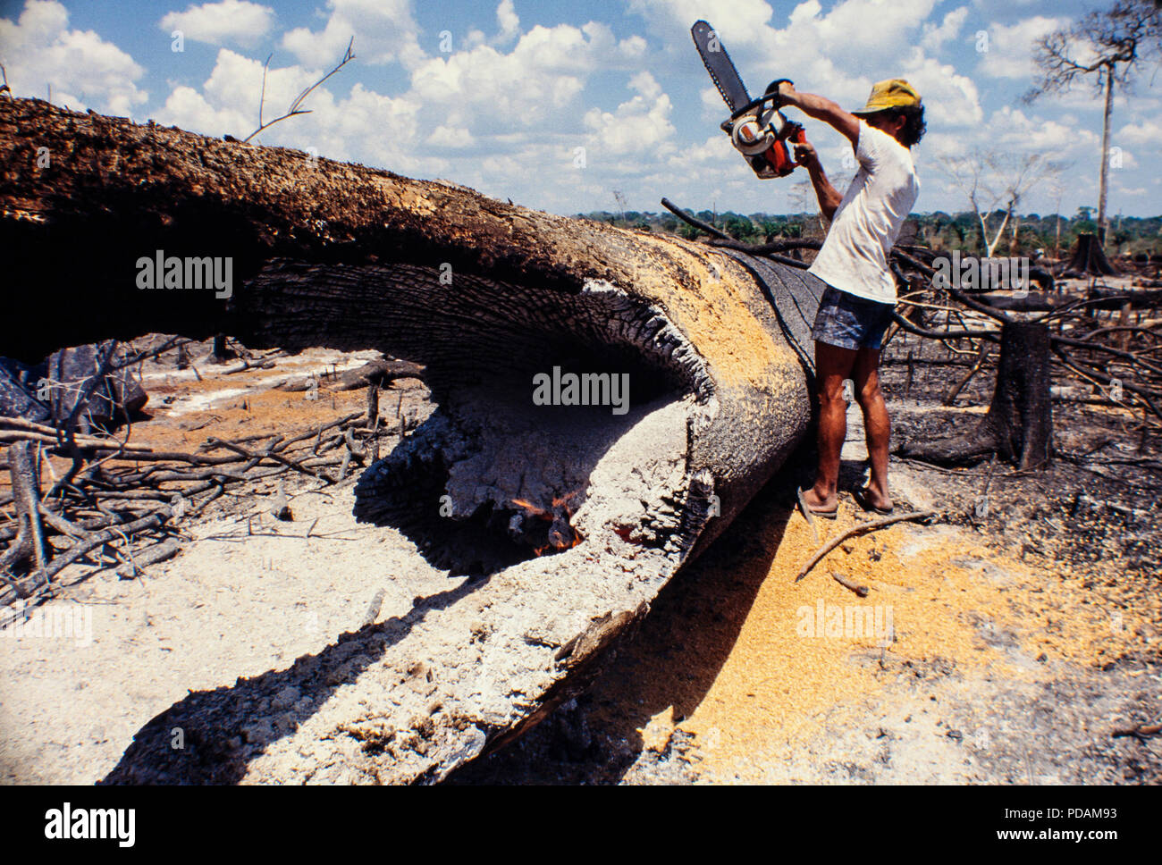 Registro, selva amazónica de minas, trabajadores cortan árboles con motosierra en un cortados y quemados, parche de bosque. El estado de Acre, Brasil. Foto de stock