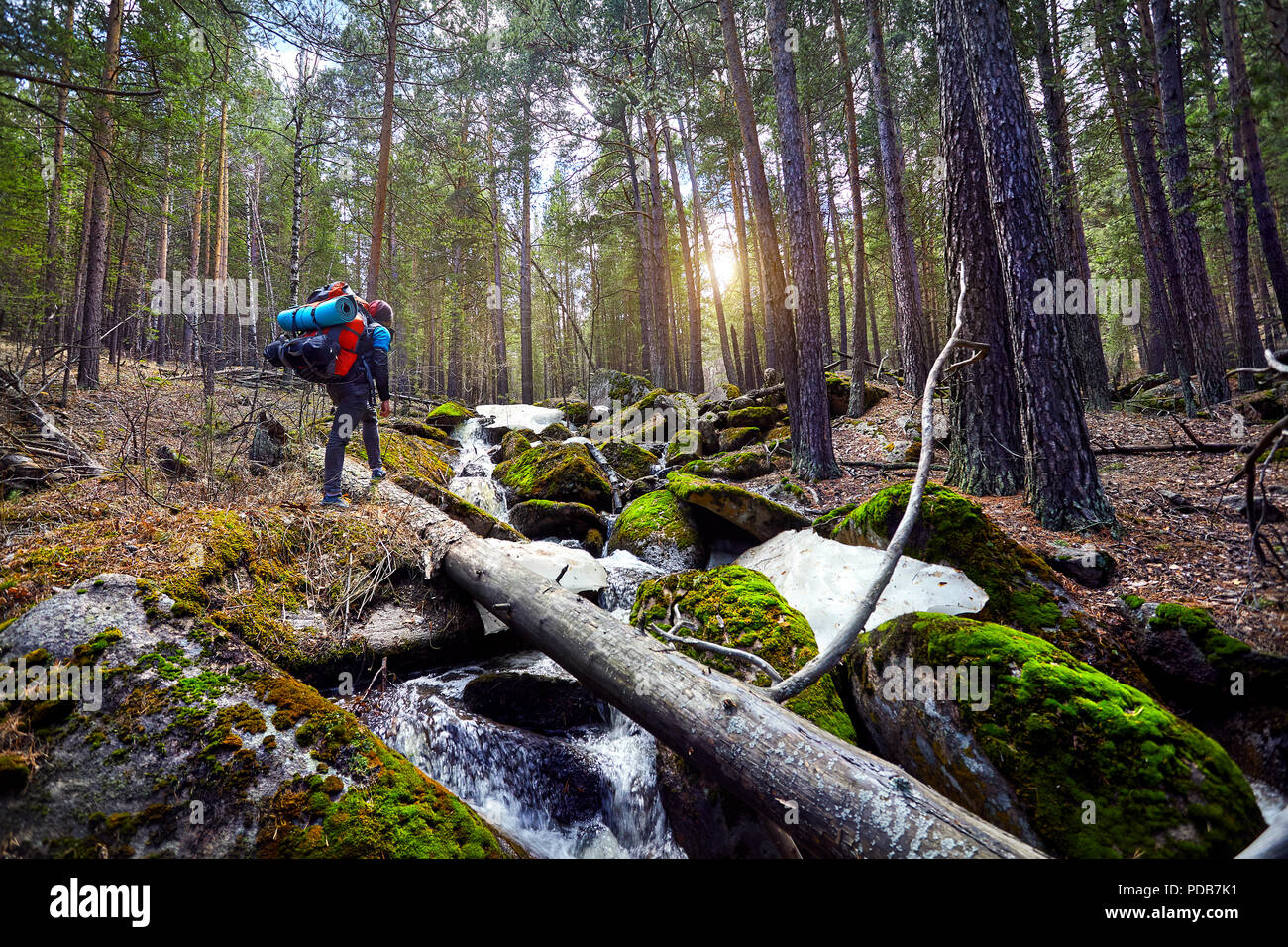 Excursionista con big mochila caminando hacia el hermoso bosque de Karkaraly national park en el centro de Kazajstán Foto de stock