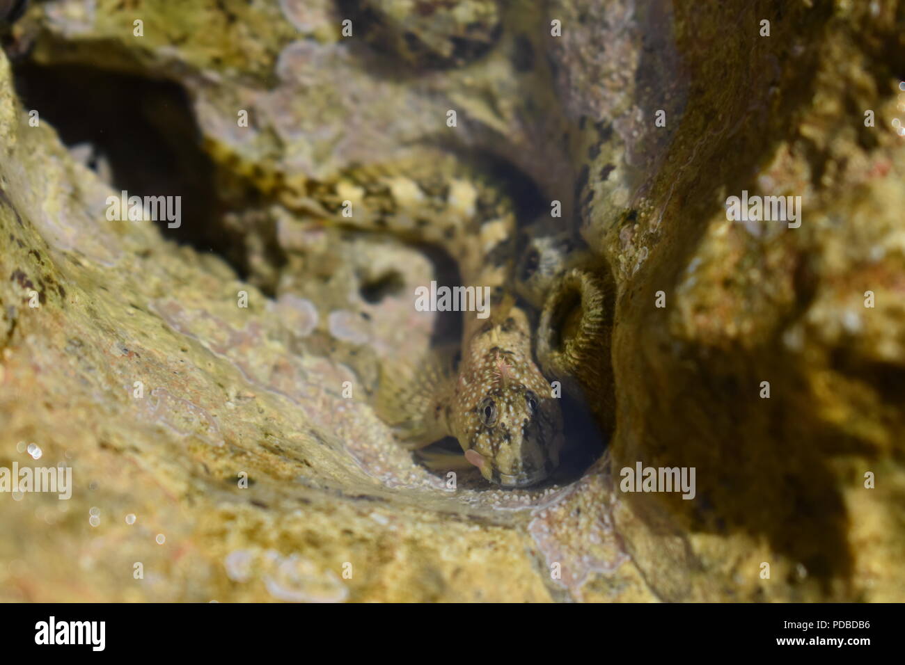 Pequeños peces de mar Adriático de alimentación inferior que se refugian en la roca con una piscina y un Limpet Barnacle en Brela, Costa de Dalmacia, Croacia Foto de stock