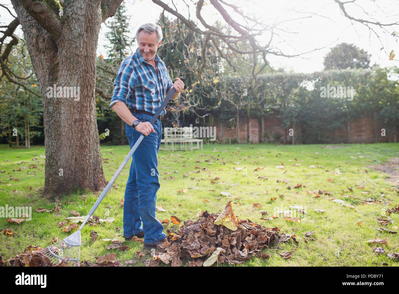 Hombre Senior rastrillar las hojas de otoño en el patio Foto de stock