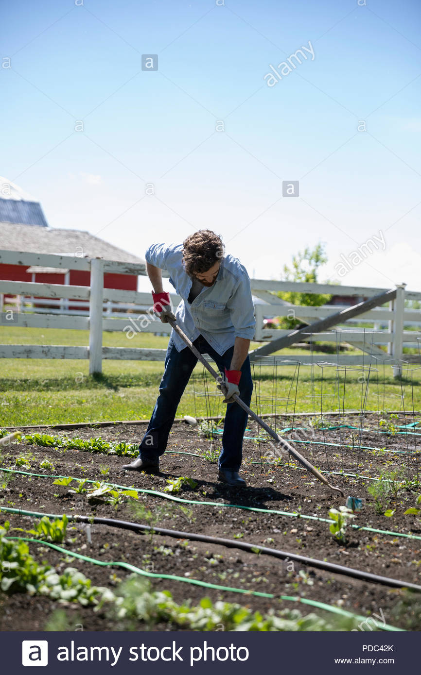 Hombre de jardinería, tendiendo soleado jardín rural Foto de stock