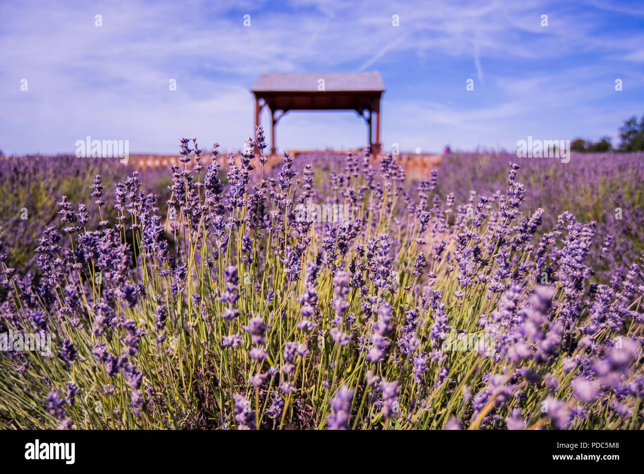 Campo de lavanda con flores de lavanda florecida mostrando ricas vetas de  color púrpura Fotografía de stock - Alamy