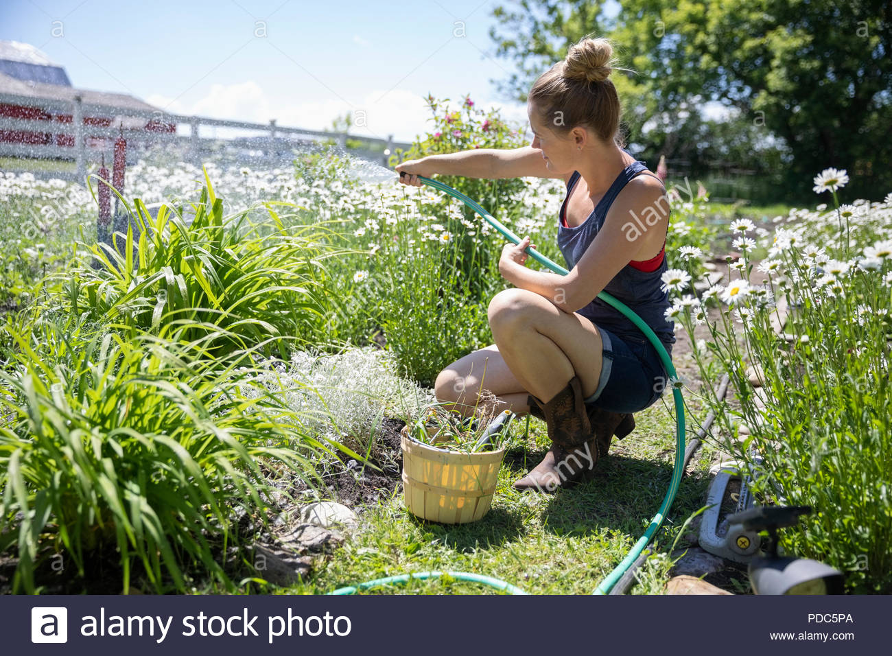 Mujer de jardinería, regar las flores y plantas en el soleado jardín rural Foto de stock